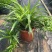 吊兰，常绿绿植盆栽花卉，吸收甲醛，佛山基地直销