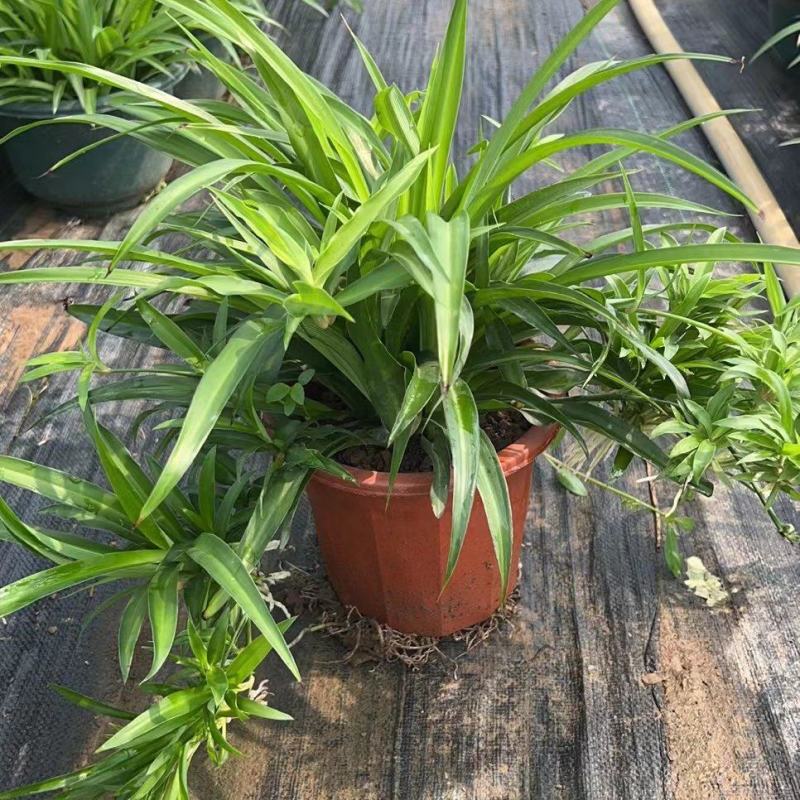 吊兰，常绿绿植盆栽花卉，吸收甲醛，佛山基地直销