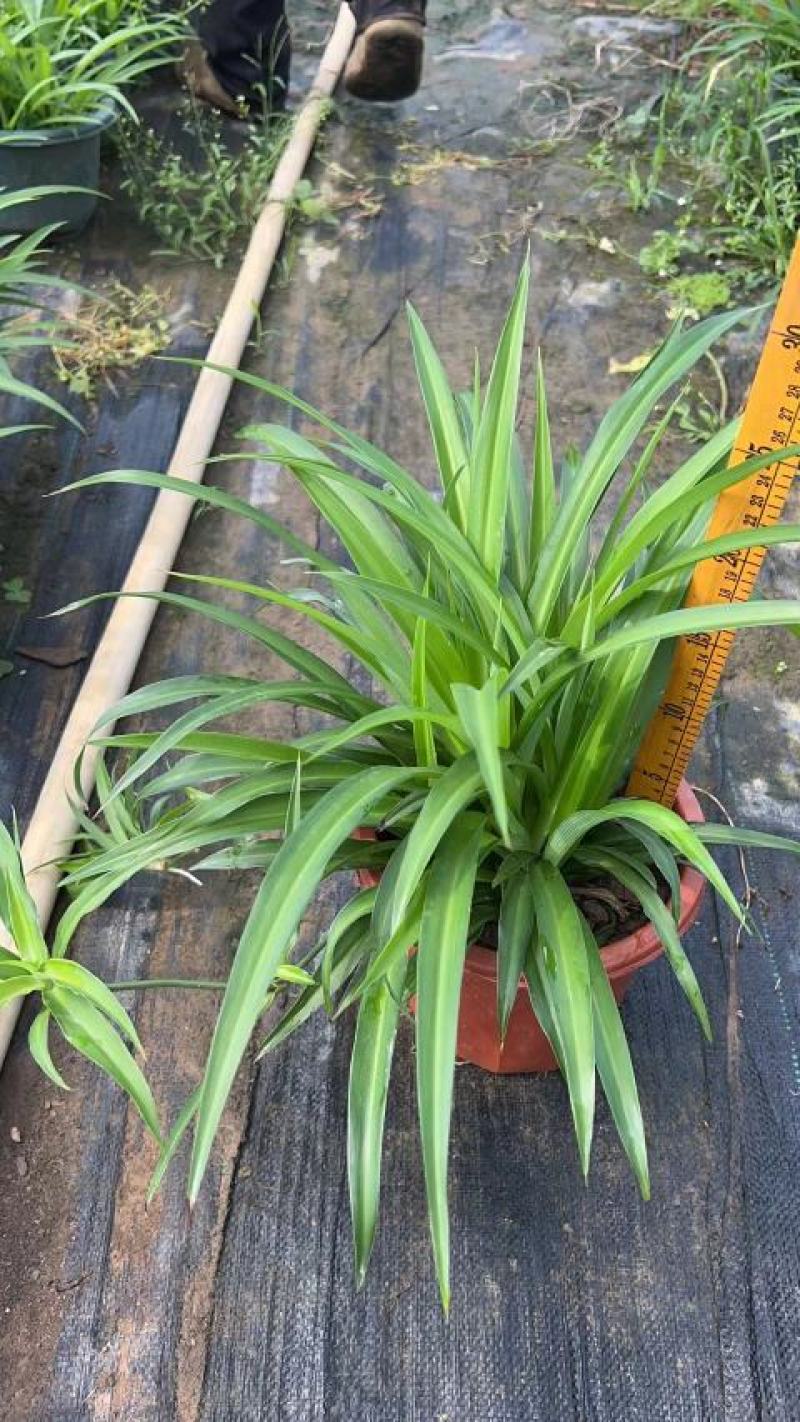 吊兰，常绿绿植盆栽花卉，吸收甲醛，佛山基地直销