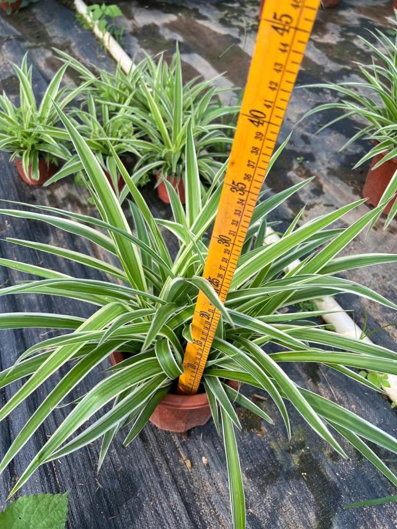 吊兰，常绿绿植盆栽花卉，吸收甲醛，佛山基地直销