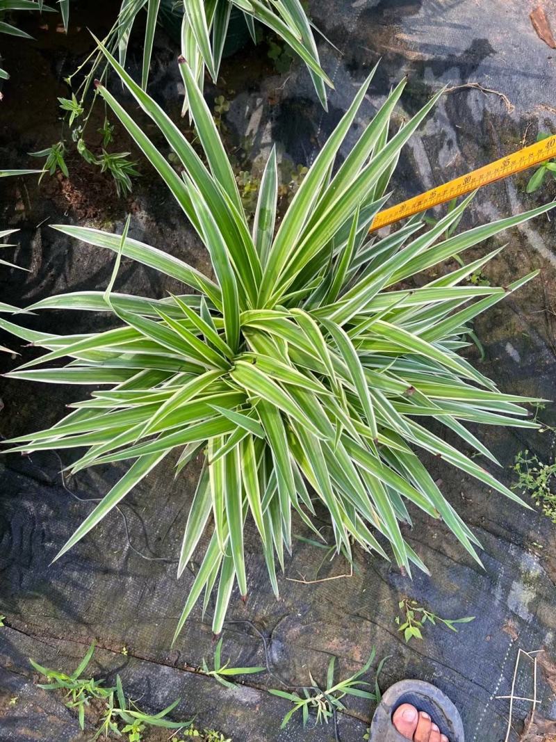 吊兰，常绿绿植盆栽花卉，吸收甲醛，佛山基地直销