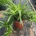 吊兰，常绿绿植盆栽花卉，吸收甲醛，佛山基地直销