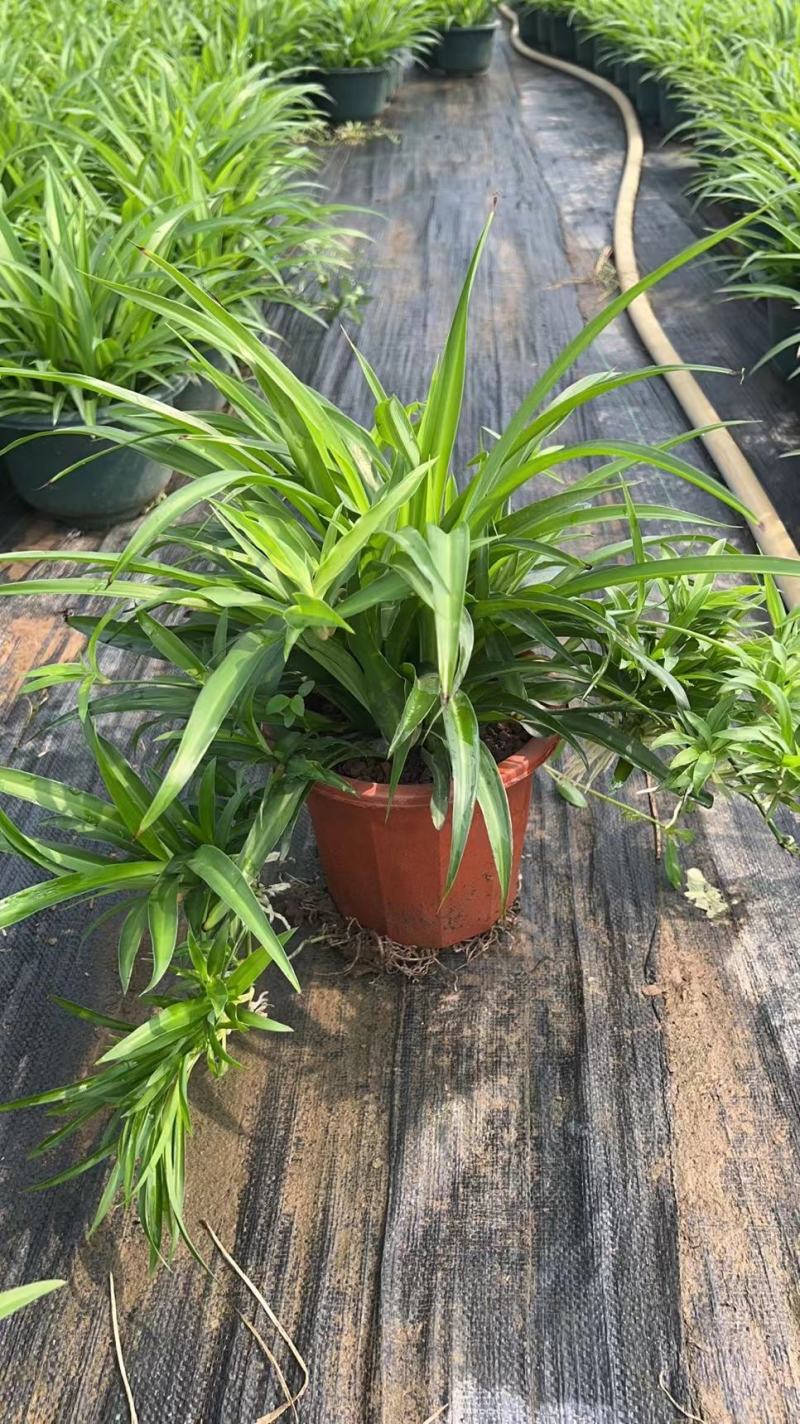吊兰，常绿绿植盆栽花卉，吸收甲醛，佛山基地直销