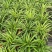 吊兰，常绿绿植盆栽花卉，吸收甲醛，佛山基地直销