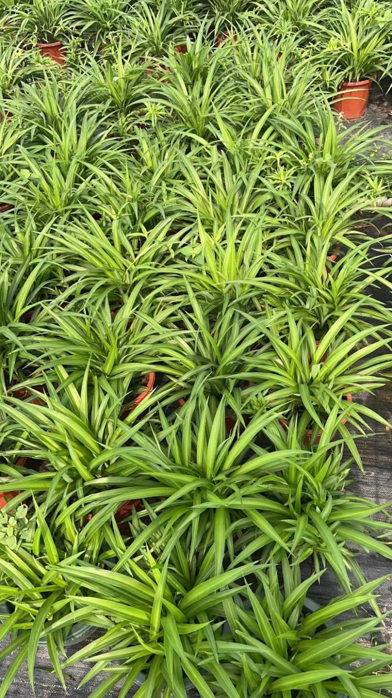 吊兰，常绿绿植盆栽花卉，吸收甲醛，佛山基地直销
