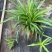 吊兰，常绿绿植盆栽花卉，吸收甲醛，佛山基地直销