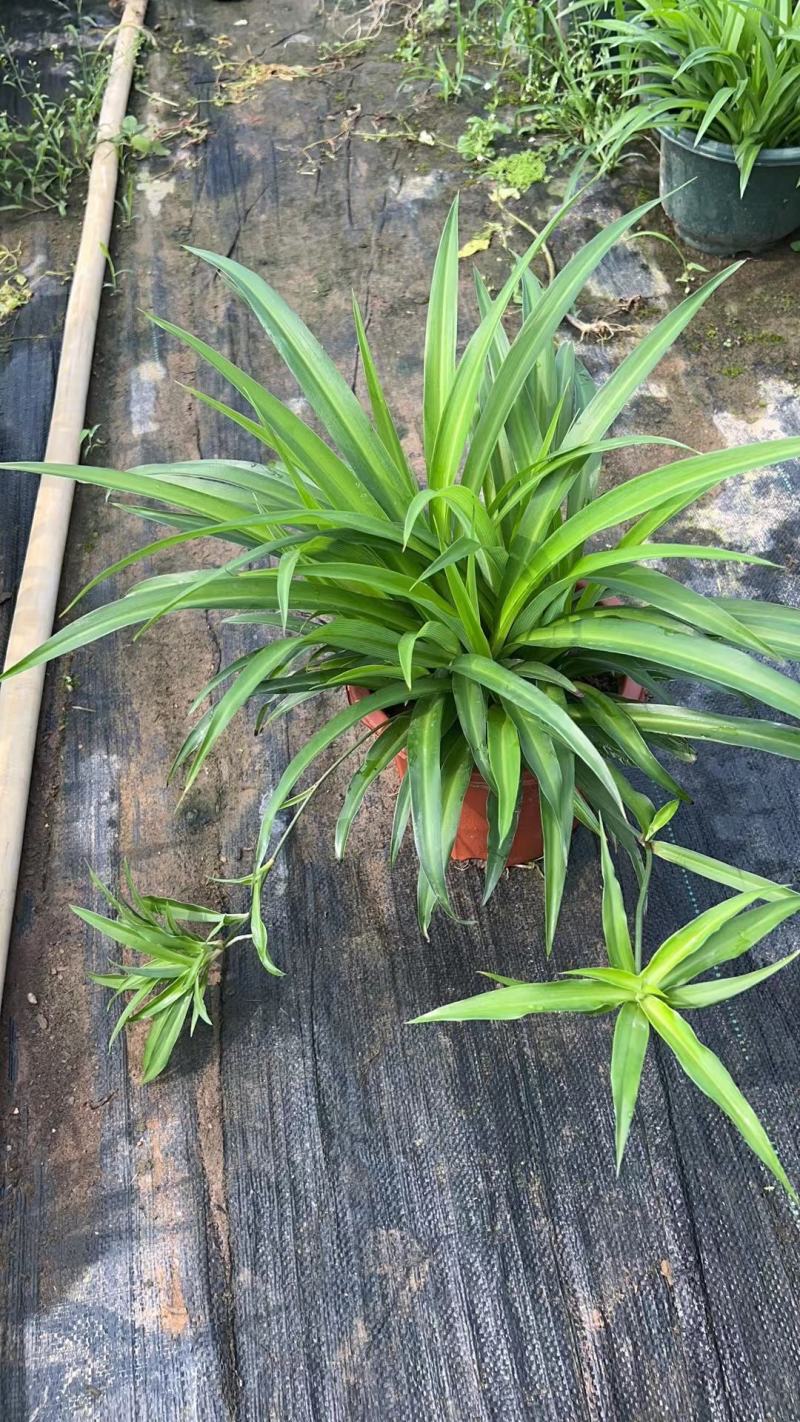 吊兰，常绿绿植盆栽花卉，吸收甲醛，佛山基地直销