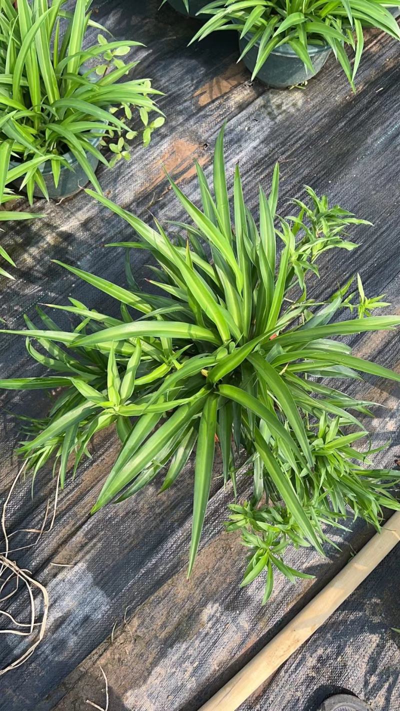 吊兰，常绿绿植盆栽花卉，吸收甲醛，佛山基地直销