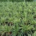 吊兰，常绿绿植盆栽花卉，吸收甲醛，佛山基地直销