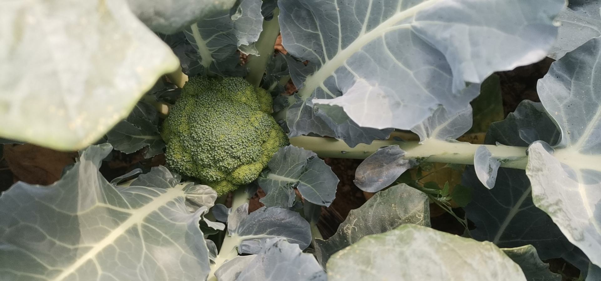 西兰花整体外观