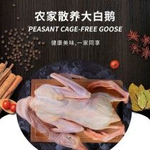 鹅肉土鹅新鲜大鹅农家大白鹅肉整只新鲜现杀鹅农家散养大白鹅