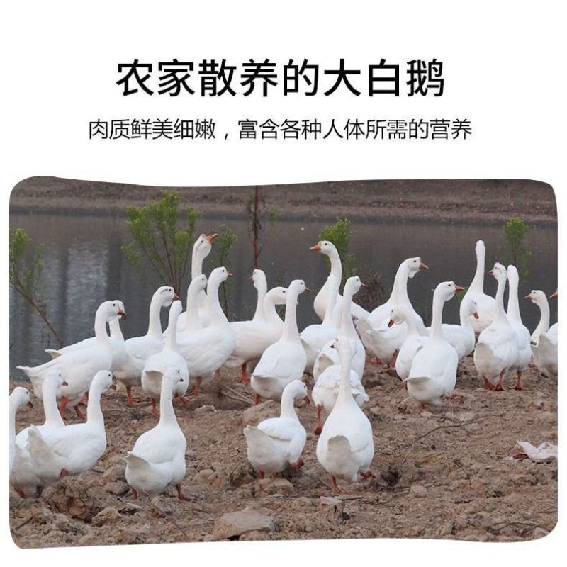 鹅肉土鹅新鲜大鹅农家大白鹅肉整只新鲜现杀鹅农家散养大白鹅