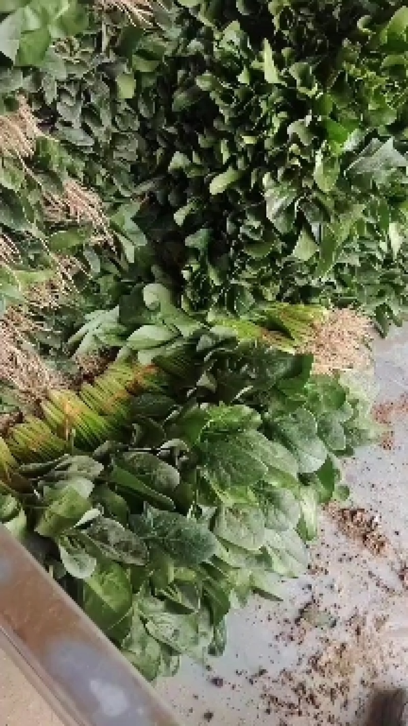 精品菠菜大量上市中量大从优欢迎选购支持视频看货