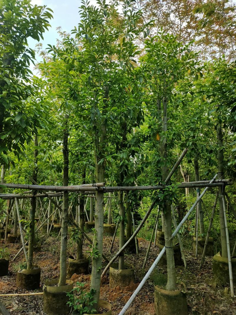 自家苗木乐昌含笑10-12公分，诚信经营，保质保量