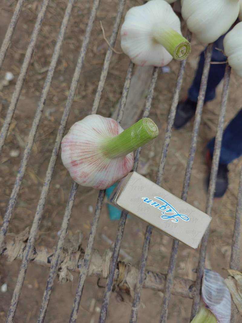 大蒜自家种植大量供应批发市场商超等质量好价格优