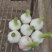 大蒜自家种植大量供应批发市场商超等质量好价格优