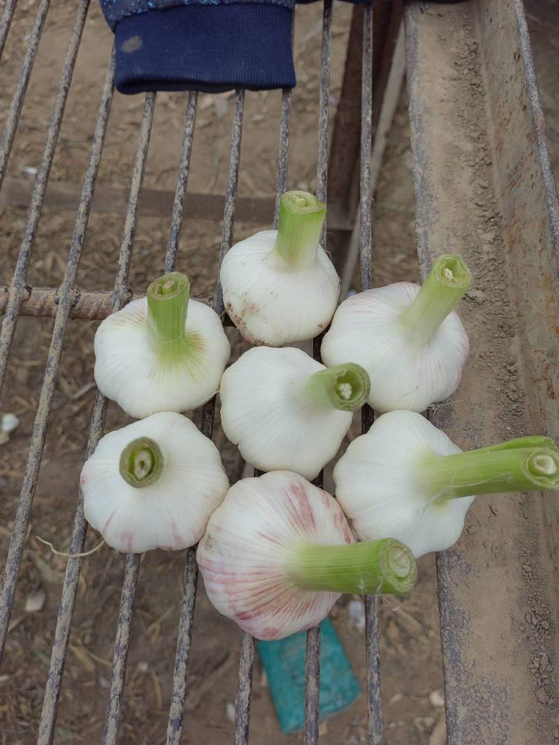 大蒜自家种植大量供应批发市场商超等质量好价格优