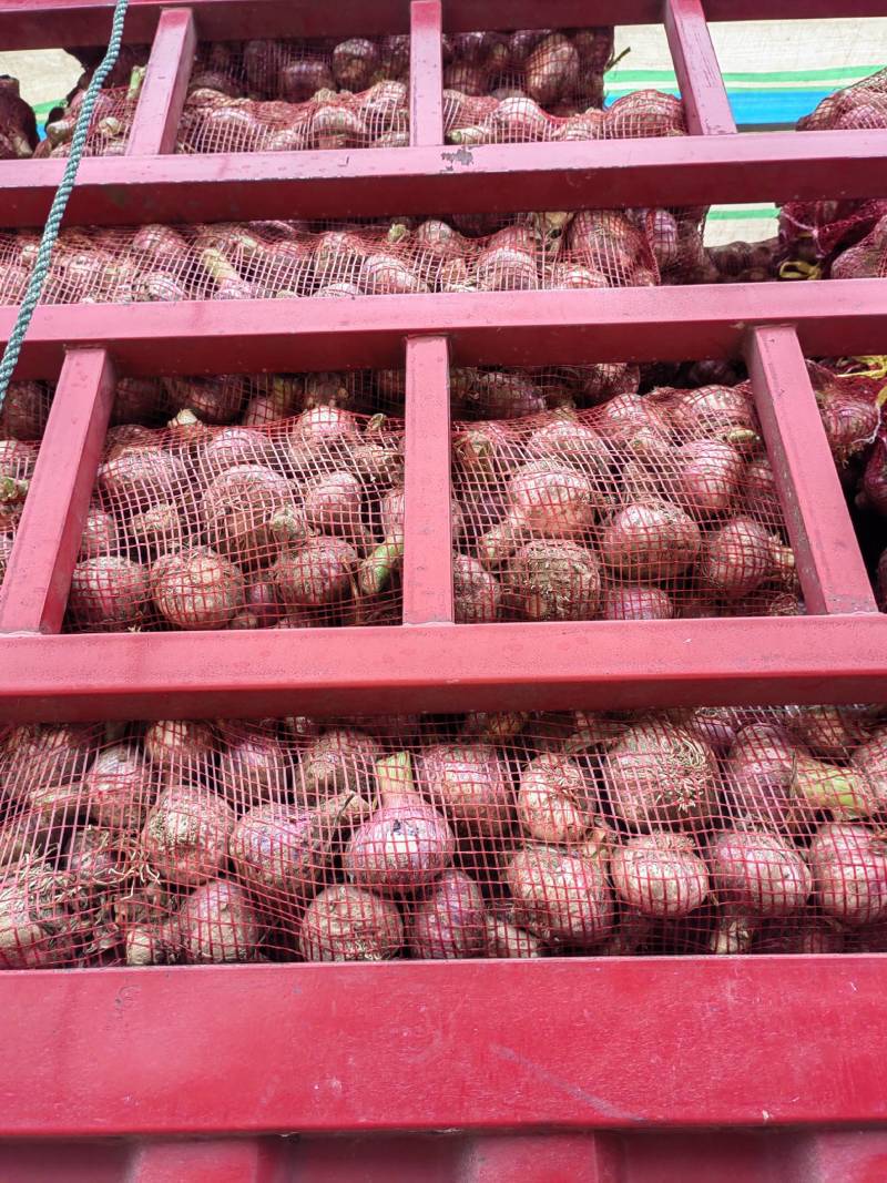 大蒜自家种植大量供应批发市场商超等质量好价格优