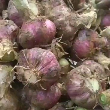 大蒜自家种植大量供应批发市场商超等质量好价格优