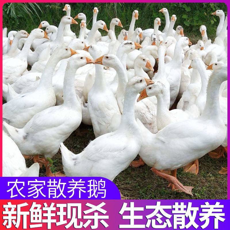 鹅肉土鹅新鲜大鹅农家大蛋鹅肉整只新鲜现杀鹅农家散养大白鹅