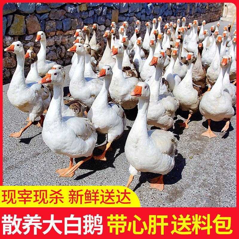 鹅肉土鹅新鲜大鹅农家大蛋鹅肉整只新鲜现杀鹅农家散养大白鹅