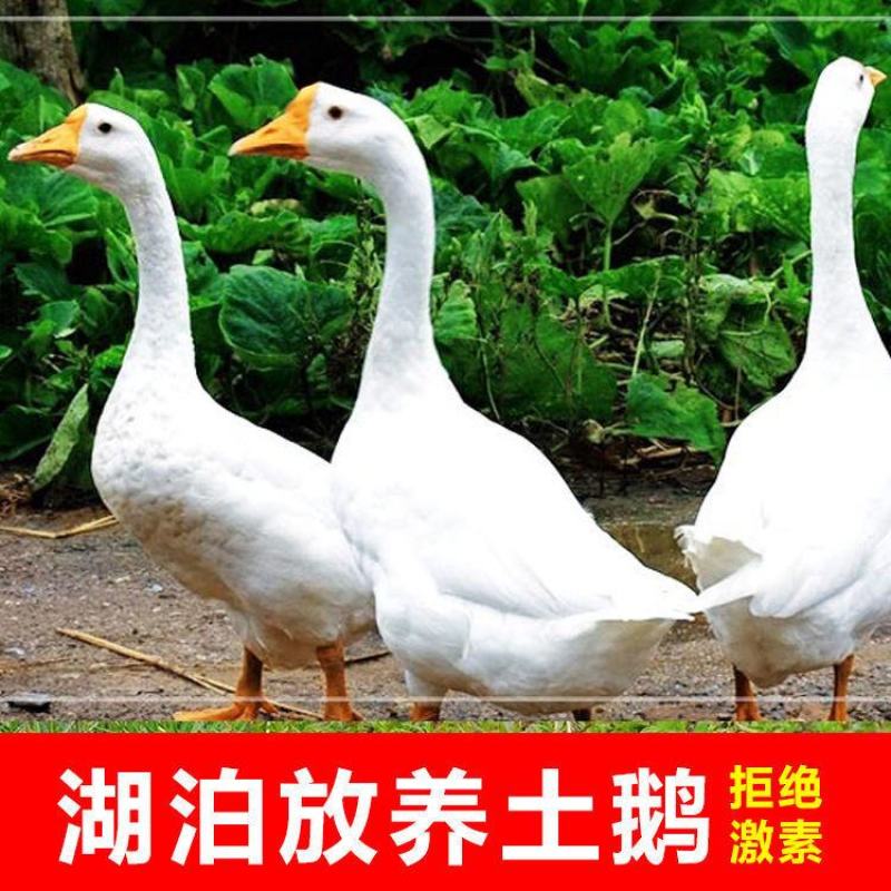 鹅肉土鹅新鲜大鹅农家大蛋鹅肉整只新鲜现杀鹅农家散养大白鹅