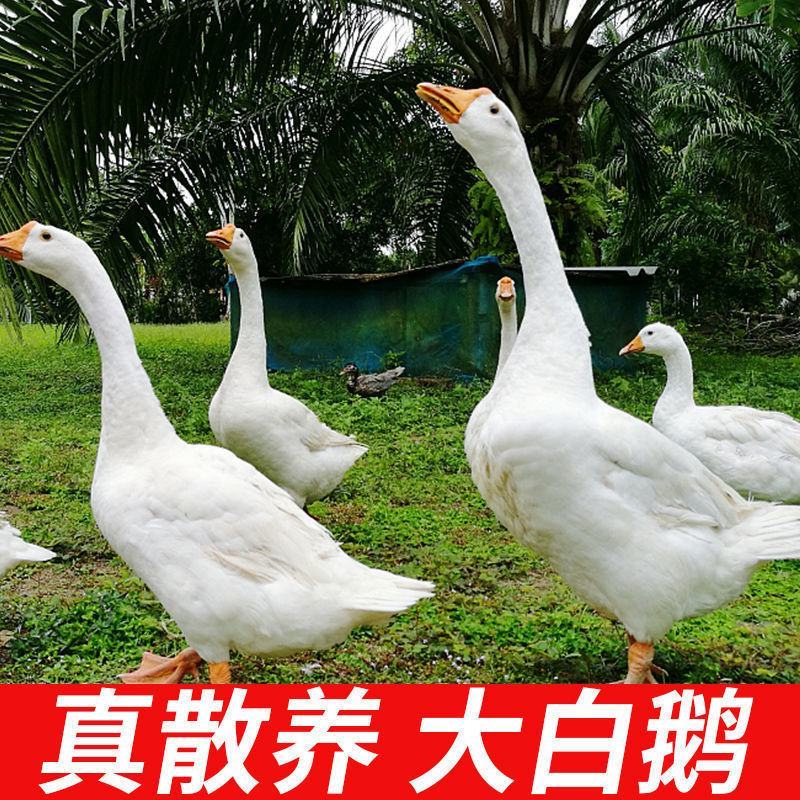 鹅肉土鹅新鲜大鹅农家大蛋鹅肉整只新鲜现杀鹅农家散养大白鹅