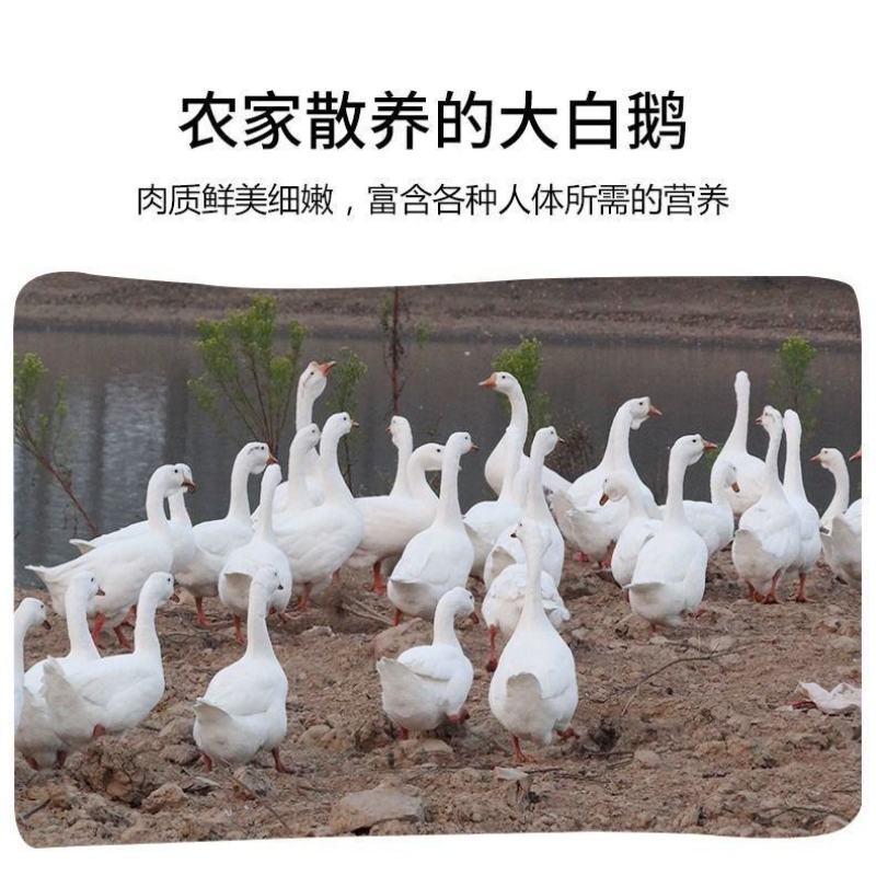 鹅肉土鹅新鲜大鹅农家大蛋鹅肉整只新鲜现杀鹅农家散养大白鹅