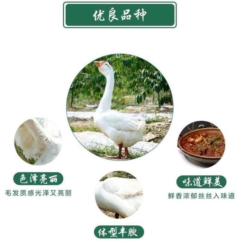 鹅肉土鹅新鲜大鹅农家大蛋鹅肉整只新鲜现杀鹅农家散养大白鹅