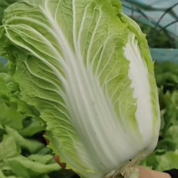 黄心大白菜，需要的老板联系我。