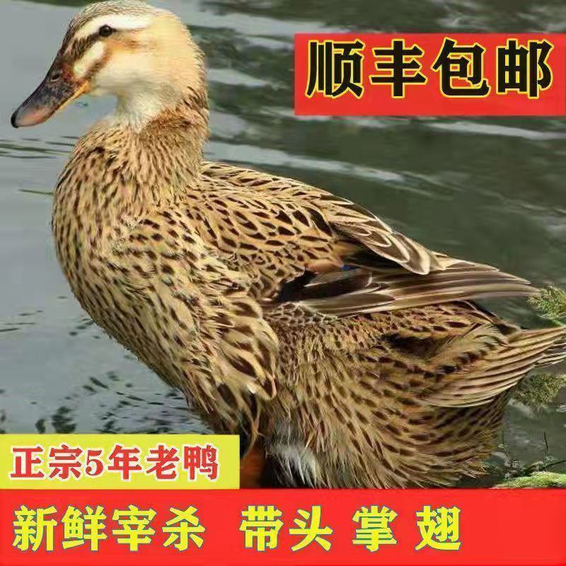 【5年老鸭子】正宗农家散养老鸭子土鸭水鸭老麻鸭子整只现杀