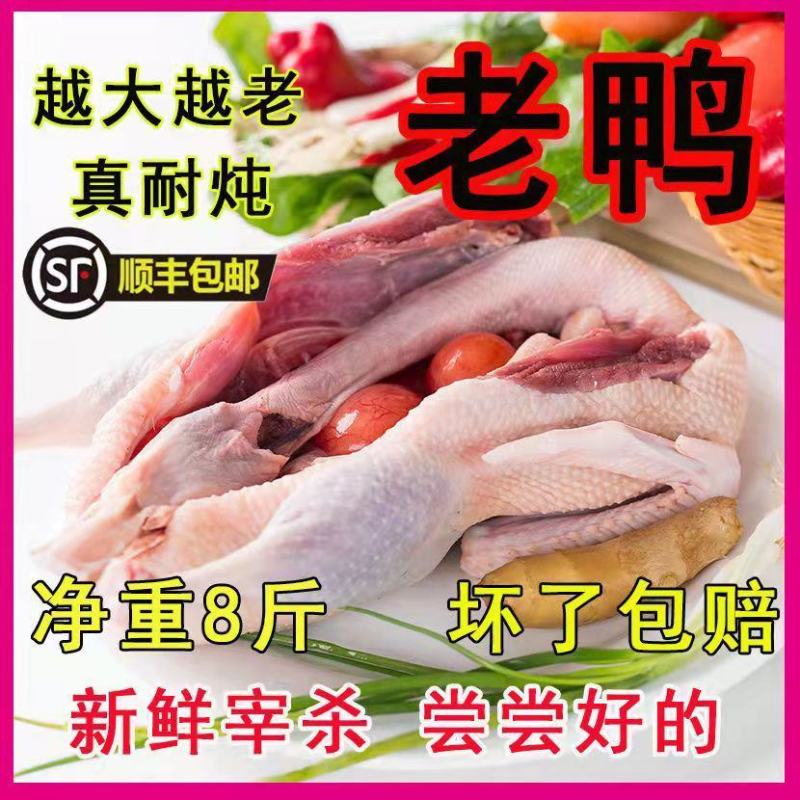 【5年老鸭子】正宗农家散养老鸭子土鸭水鸭老麻鸭子整只现杀