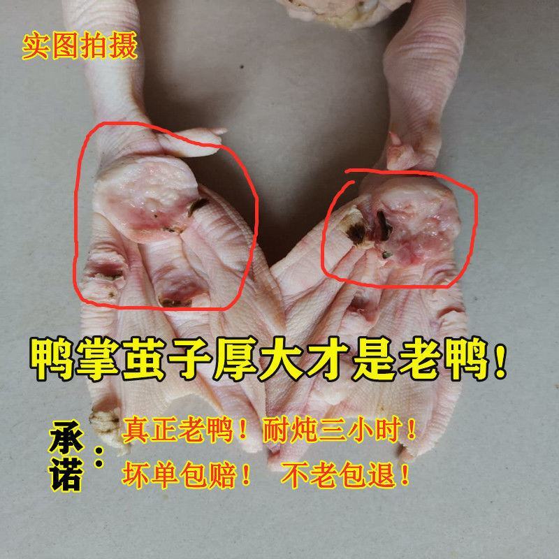 【5年老鸭子】正宗农家散养老鸭子土鸭水鸭老麻鸭子整只现杀
