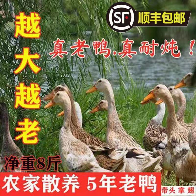 【5年老鸭子】正宗农家散养老鸭子土鸭水鸭老麻鸭子整只现杀