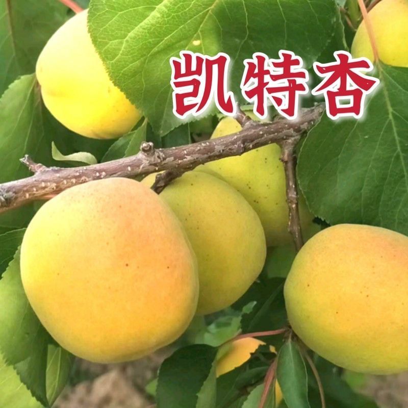 陕西凯特杏50mm以上，货源充足稳定，欢迎选购看货