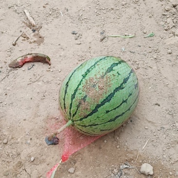 吊蓝