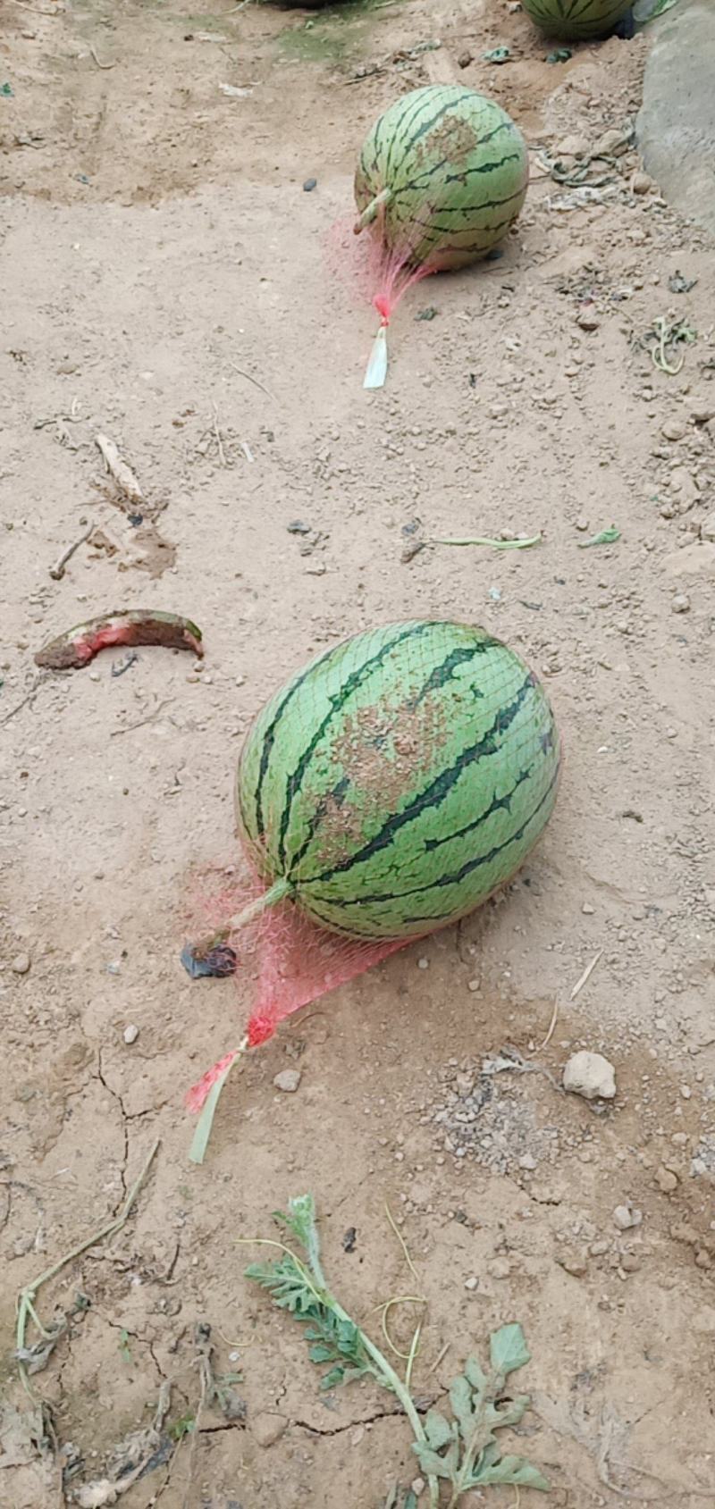 吊蓝