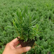 精品薰衣草，薰衣草花海，盆栽工程量大