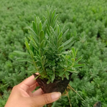精品薰衣草，薰衣草花海，盆栽工程量大