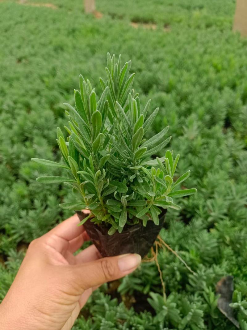 精品薰衣草，薰衣草花海，盆栽工程量大