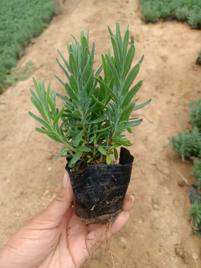 精品薰衣草，薰衣草花海，盆栽工程量大