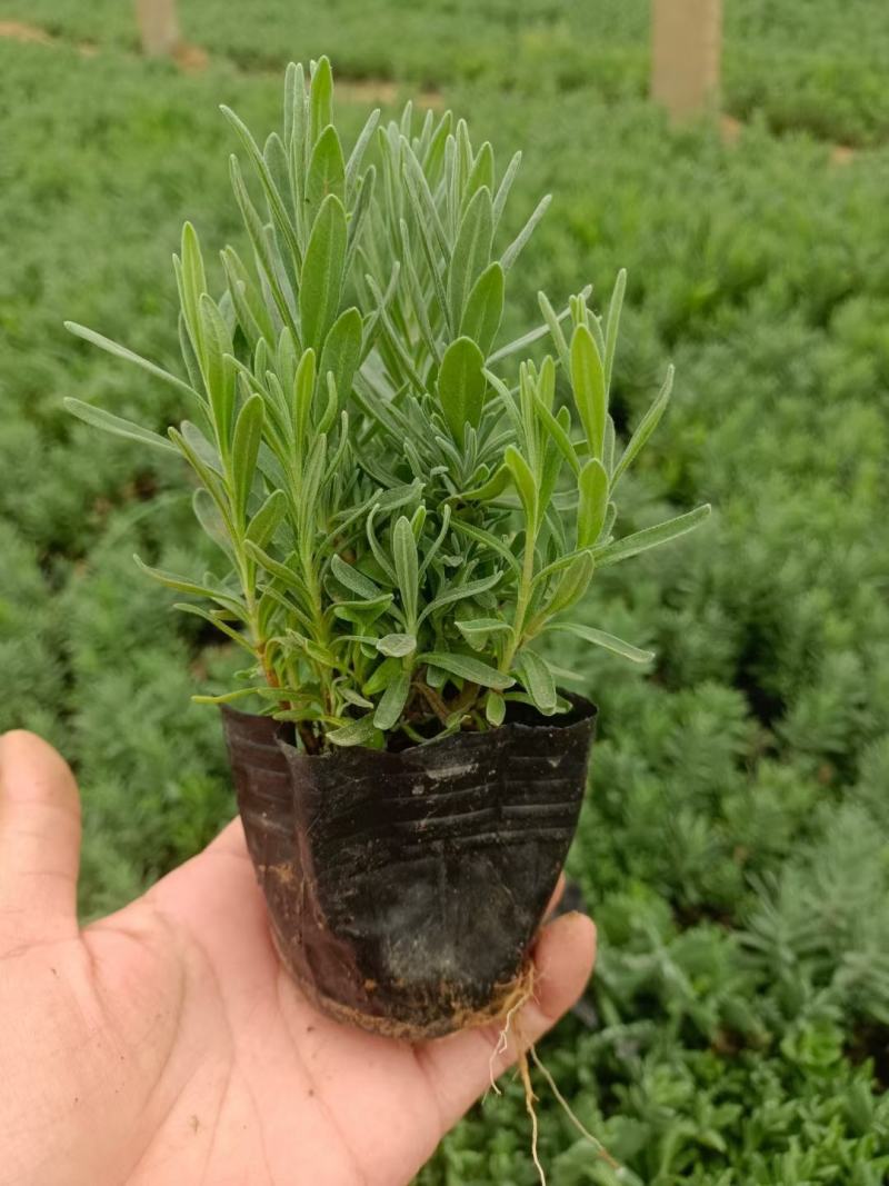 精品薰衣草，薰衣草花海，盆栽工程量大
