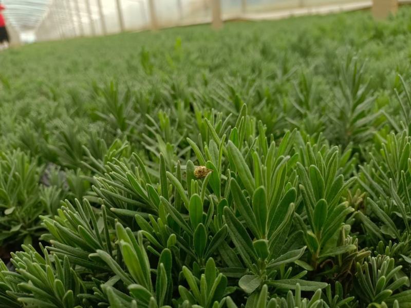 精品薰衣草，薰衣草花海，盆栽工程量大