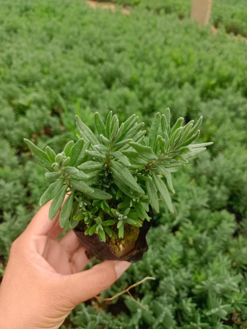精品薰衣草，薰衣草花海，盆栽工程量大