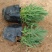 精品薰衣草，薰衣草花海，盆栽工程量大