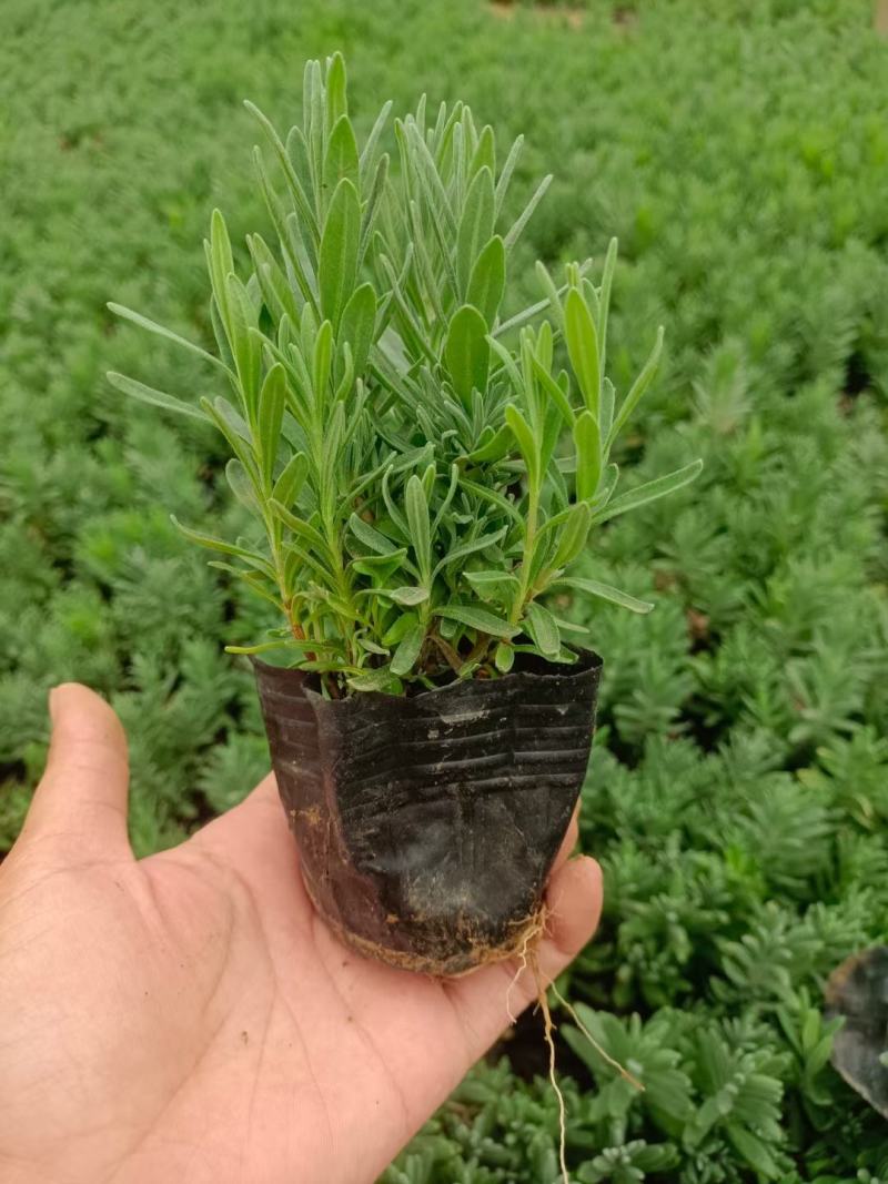 精品薰衣草，薰衣草花海，盆栽工程量大