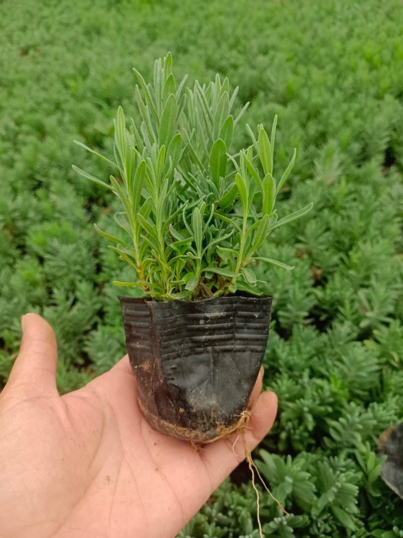 精品薰衣草，薰衣草花海，盆栽工程量大