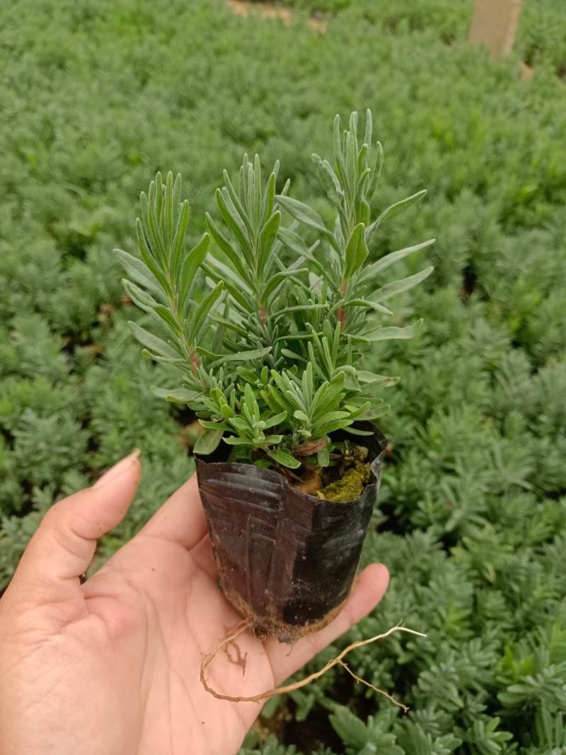 精品薰衣草，薰衣草花海，盆栽工程量大