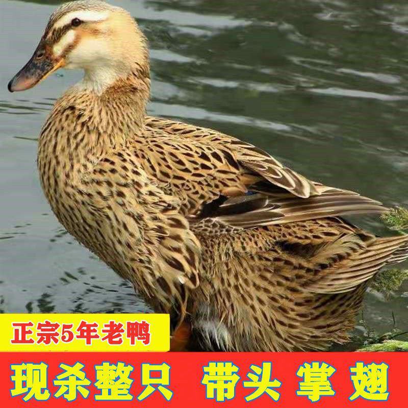 【5年老鸭】散养老鸭子土鸭水鸭麻鸭新鲜鸭子整只老鸭现杀