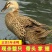 【5年老鸭】散养老鸭子土鸭水鸭麻鸭新鲜鸭子整只老鸭现杀